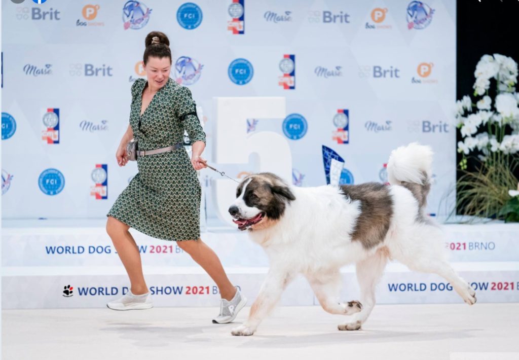 World dog Show 2021, Brno, Czech